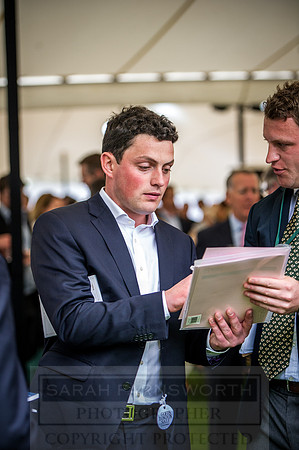 Goffs London Sale 2016-297