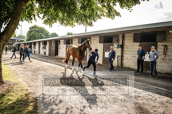 Goffs Land Rover Sale 2022-113