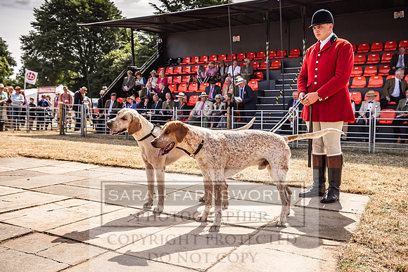 Honiton Hound Show 2022-98