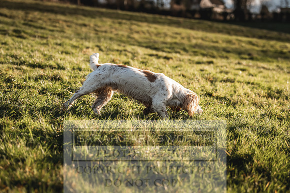 Avonmeadow Stud Dogs-59