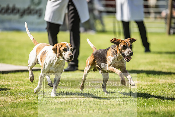 Rydal Hound Show 2022-77