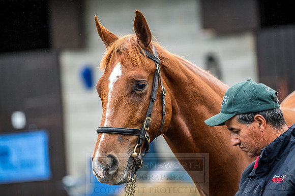 Goffs Orby 2018 Day 2-25
