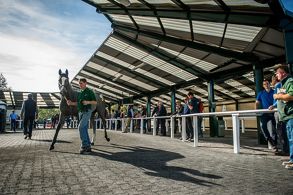 Goffs Orby 2015 -396