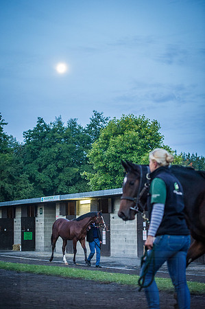 Goffs Orby 2015 -46