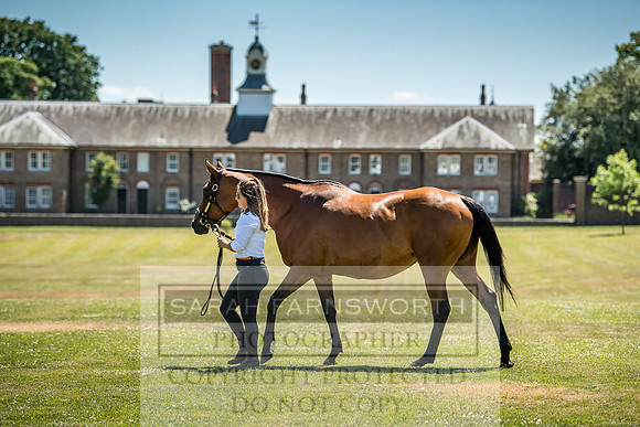 Goffs London Sale 2018-19