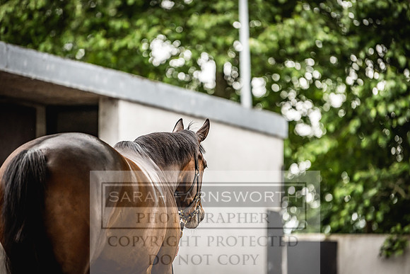 Goffs Land Rover Sale 2022-223