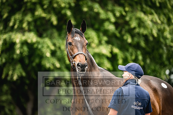 Goffs Land Rover Sale 2022-235