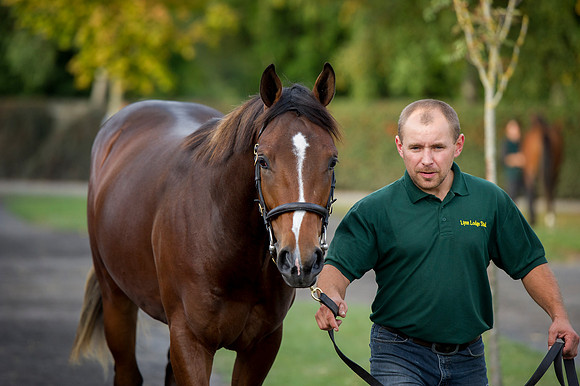 Goffs Orby14 CF1 114