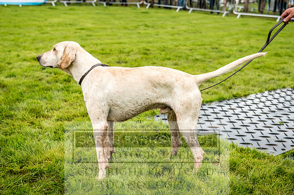 Lowther Hound Show 2017-44
