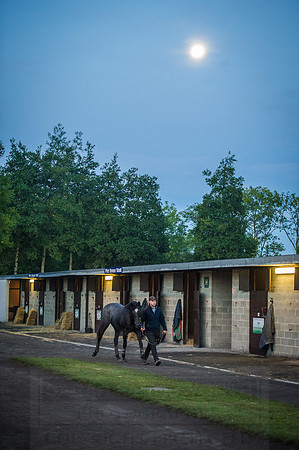 Goffs Orby 2015 -35