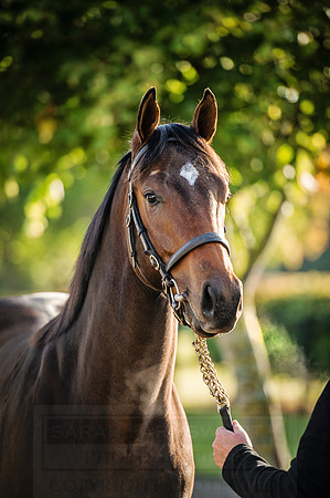 Goffs Orby 2015 -171