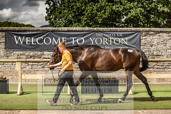 Goffs Yorton Sale 2022-177