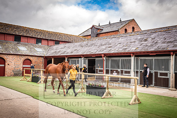 Goffs Yorton Sale 2022-62