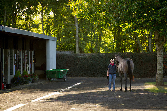 Goffs Orby14 CF7 320