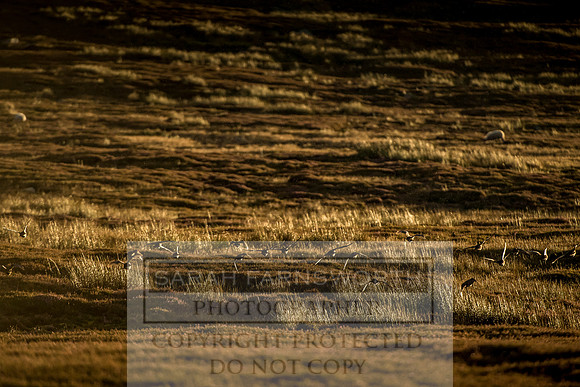 Grouse in Teesdale-39