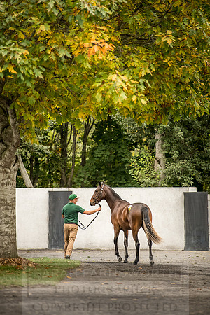 Goffs Orby 2018 Day 2-199