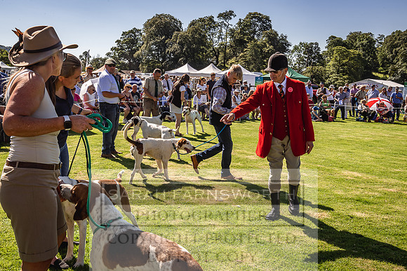 Rydal Hound Show 2022-14