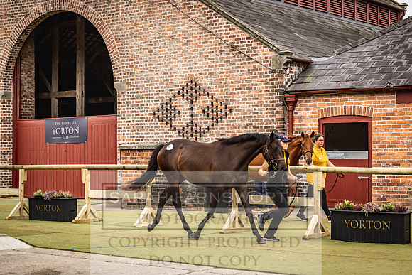Goffs Yorton Sale 2022-104
