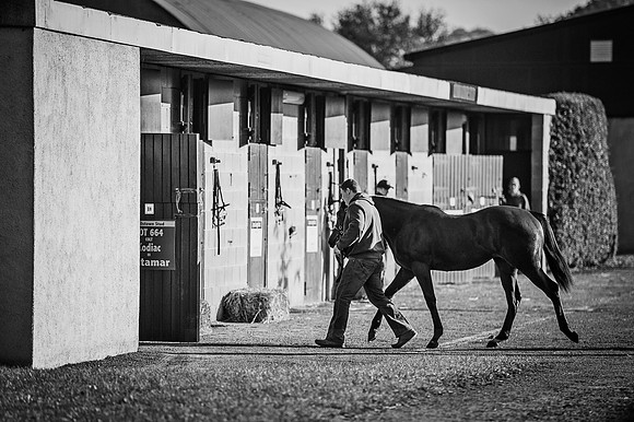 Goffs Orby 2015 -501 bw