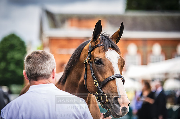 Goffs London Sale 2016-62