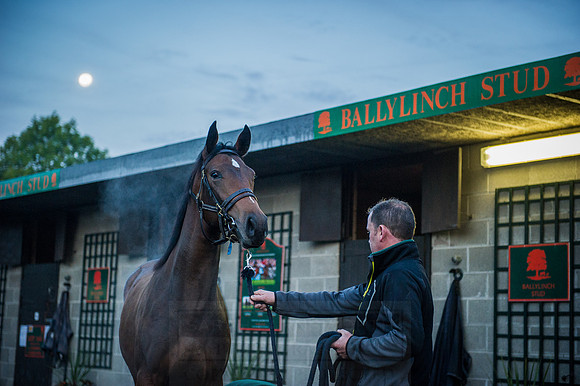 Goffs Orby 2015 -63