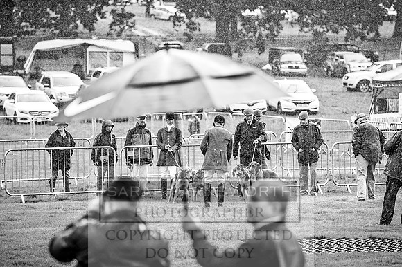 Lowther Hound Show 2017-6
