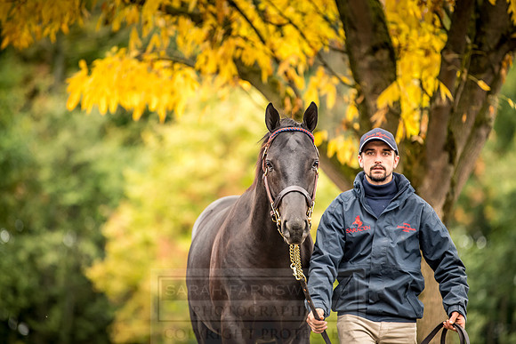 Goffs Orby 2018 Day 1-131