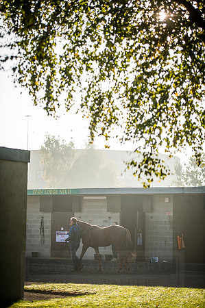 Goffs Orby 2015 -499