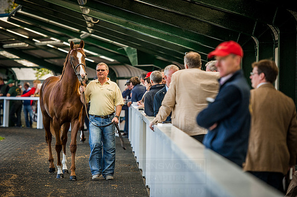 Goffs Orby 2015 -608