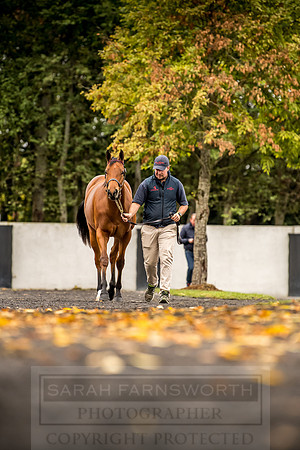 Goffs Orby 2018 Day 1-89
