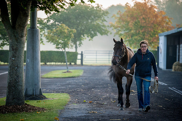Goffs Orby 2015 -94