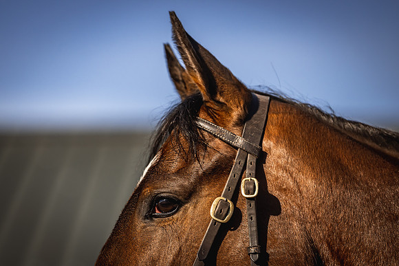 Goffs UK Breeze Up 2022-37