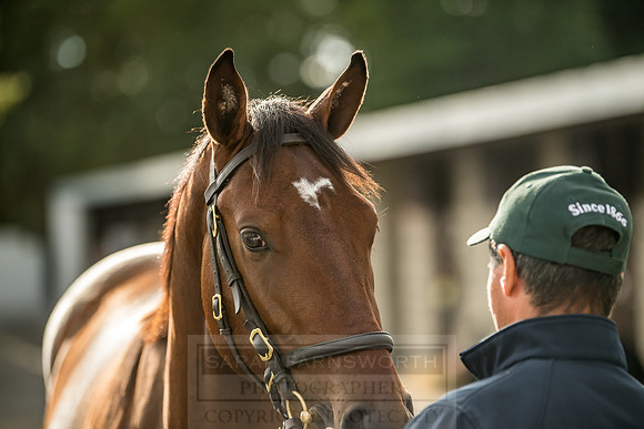 Goffs Orby 2018 Day 1-333