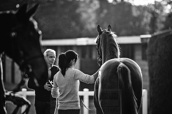 Goffs Orby 2015 -446 bw
