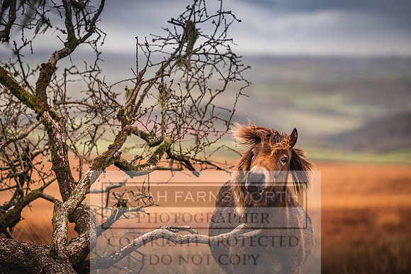 Exmoor Autumn 2020-30