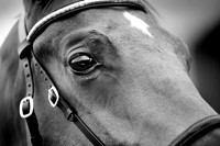 DBS Premier Yearling Sales 2012