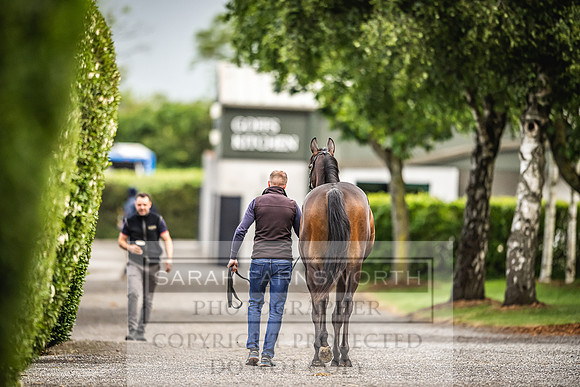 Goffs Land Rover Sale 2022-494