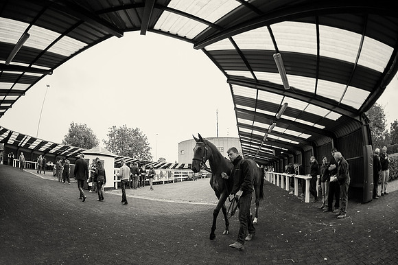 Goffs Orby14 CF6 017 bw