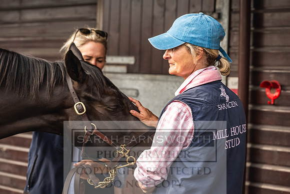 Goffs UK PY24-354