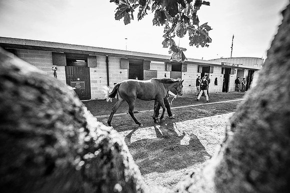 Goffs Orby 2015 -290 bw