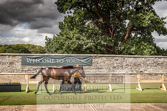 Goffs Yorton Sale 2022-174
