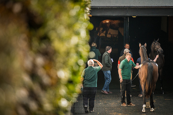 Goffs Orby 2015 -594