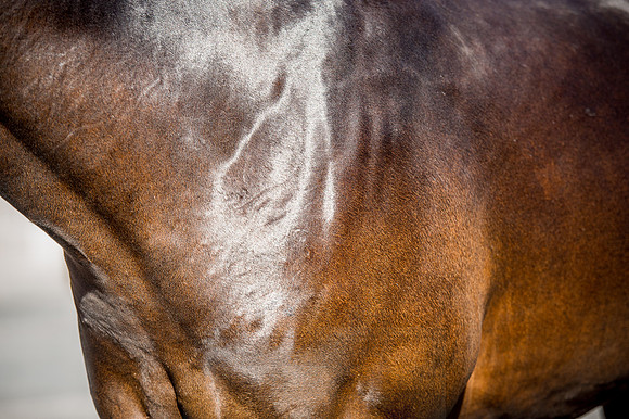 Goffs Orby 2015 -305