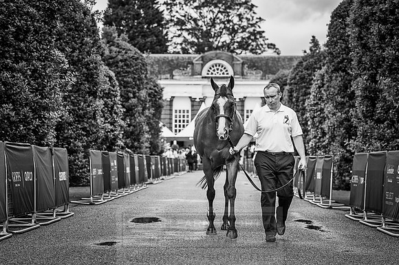 Goffs London Sale 2016-95