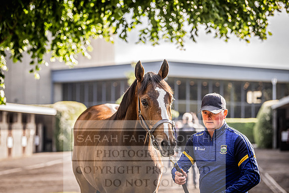 Goffs Land Rover Sale 2022-107