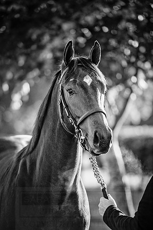 Goffs Orby 2015 -171 bw