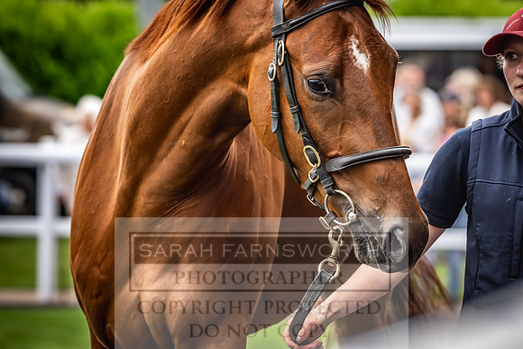 Goffs UK Spring Sale 2024-99