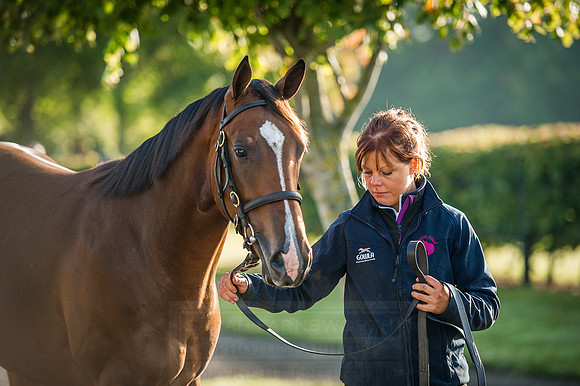 Goffs Orby 2015 -175