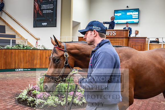 Goffs UK PY24-239