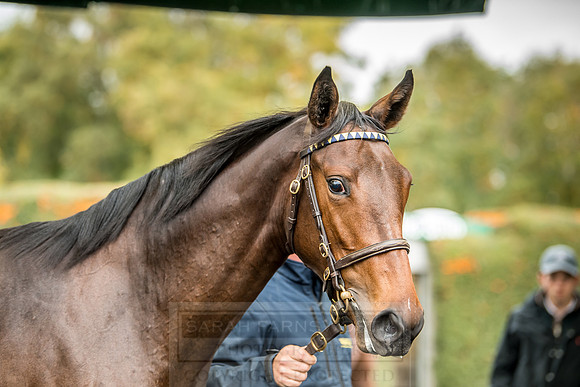 Goffs Orby 2018 Day 2-130